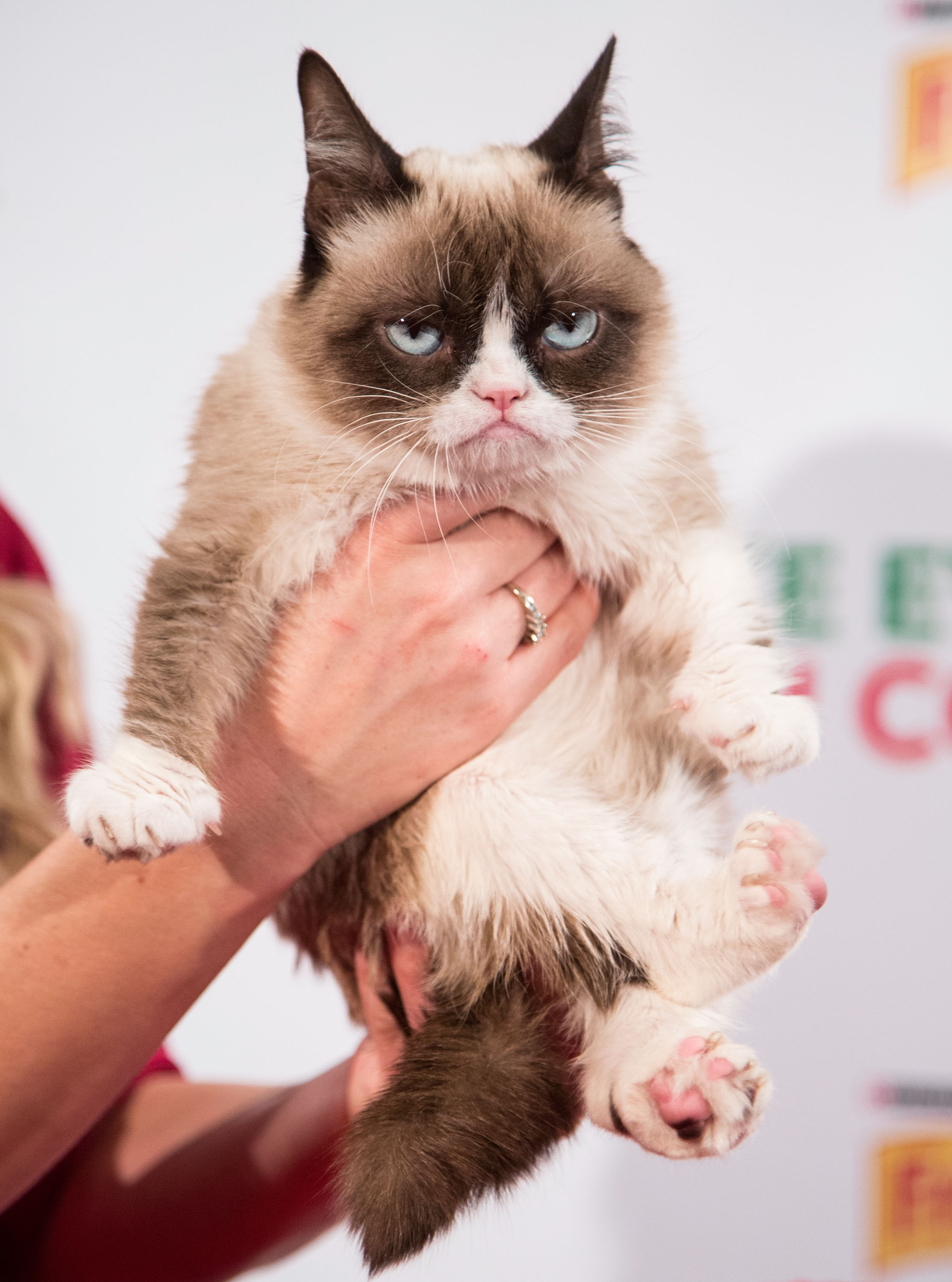 Grumpy Cat attends the Internet Cat Super Group Holiday Unveiling event at Capitol Records Tower on December 10, 2013 in Los Angeles