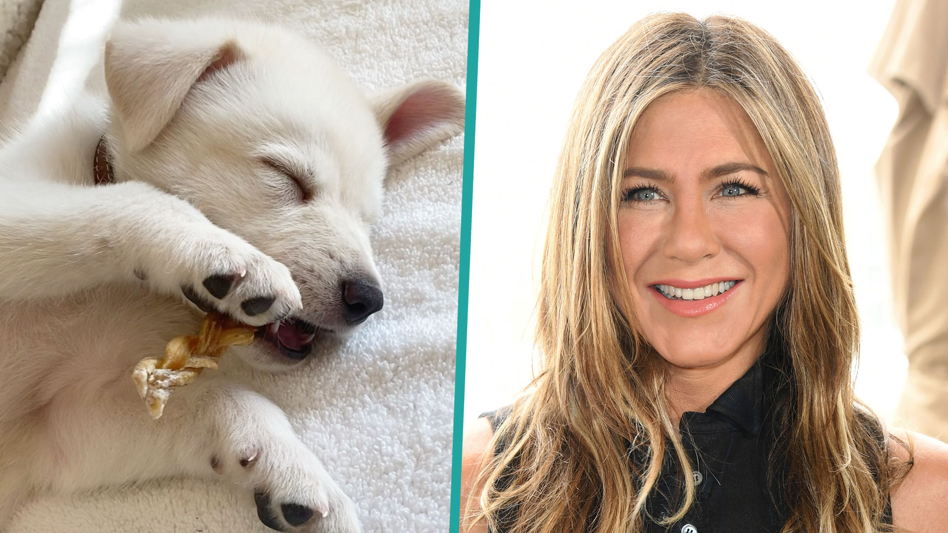 Jennifer Aniston Adopts Another Rescue Dog: ‘He Stole My Heart